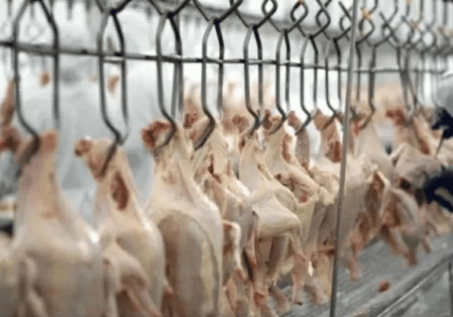 União Europeia deve liberar importação de frango e mel do Brasil em dezembro